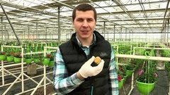 Как вырастить рассаду в бумаге. Доброе утро. Фрагмент выпуска от 08.04.2016