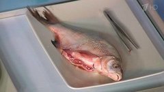 Паразиты, которые живут в речной рыбе. Жить здорово! Фрагмент выпуска от 01.06.2016