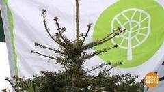 Вторая жизнь новогодней елки. Доброе утро. Фрагмент выпуска от 16.01.2017