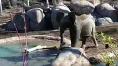 В американском зоопарке в отчаянной схватке сошлись гусь и слоненок