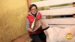 Как правильно доить козу. Доброе утро. Фрагмент выпуска от 06.02.2018