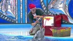 Антон Привольнов. Выступление. Вместе с дельфинами. Фрагмент выпуска от 03.10.2015