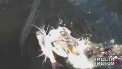 Кот-рыболов. Видели видео? Фрагмент выпуска от 14.08.2018