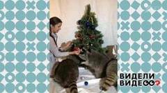 Новогодние еноты. Видели видео? Фрагмент выпуска от 08.01.2019