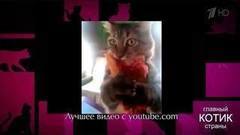 Большие кошки, кошачья трапеза, коты и гаджеты. Самые яркие видеоролики с участием кошек! Главный котик страны. Фрагмент выпуска от 17.09.2017