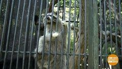 Животные и люди: мы друг друга понимаем! Доброе утро. Фрагмент выпуска от 22.08.2018