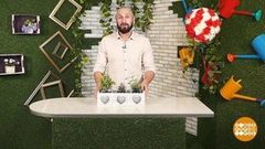 Кухонная грядка. Доброе утро. Фрагмент выпуска от 17.09.2018