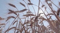 Хлеб: урожай и цены
