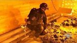 В Архангельске спецназ «накрыл» плавучую плантацию конопли