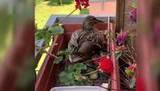 В Берлине на балконе одного из домов поселилась утка