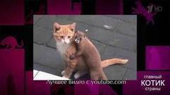 «Давайте жить дружно», кошки и дети, коты-воришки. Самые яркие видеоролики с участием кошек! Главный котик страны. Фрагмент выпуска от 08.10.2017