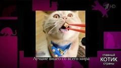 Коты-толстяки и кошачьи промахи. Самые яркие видеоролики с участием кошек! Главный котик страны. Фрагмент выпуска от 22.10.2017