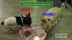 Один дома: собаки солистки группы «Город 312» Аи. Видели видео? Фрагмент выпуска от 01.08.2018