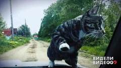 Кот на капоте. Видели видео? Фрагмент выпуска от 16.08.2018