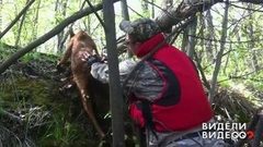 Лосенок в реке. Видели видео? Фрагмент выпуска от 22.08.2018