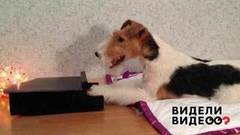 Музыкальная собака. Видели видео? Фрагмент выпуска от 08.01.2019