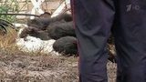 Новый шокирующий случай с нападением зверя из частного зоопарка на человека