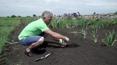 Миллион разноцветных ирисов. Доброе утро. Фрагмент выпуска от 14.06.2016