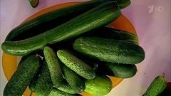 Огурцы. Продукт на вашей грядке. Жить здорово! Фрагмент выпуска от 18.06.2013
