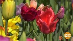 В мире. Выставка тюльпанов. Доброе утро. Фрагмент выпуска от 28.04.2018