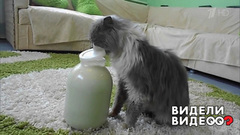 Вороватый кот. Видели видео? Фрагмент выпуска от 10.08.2018