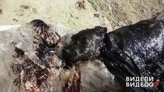 Щенок в мазуте. Видели видео? Фрагмент выпуска от 22.08.2018