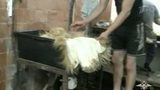 В Подмосковье изъяты шкуры белых медведей