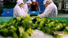 Замороженные продукты. Контрольная закупка. Фрагмент выпуска от 05.07.2017