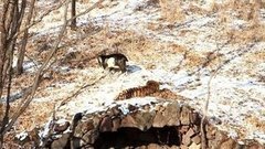 Как тигр с козлом подружились