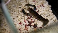 Рыбы и раки на страже чистоты