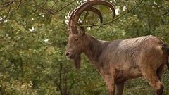 Зверей по осени считают