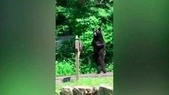 Жители одного из городов штата Нью-Джерси взяли под опеку медведя с травмированными лапами. Хиты интернета