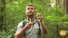 Как не заблудиться в лесу. Доброе утро. Фрагмент выпуска от 13.07.2017
