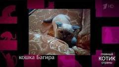 5 новых претендентов на звание «Лучшего котика страны». Главный котик страны. Фрагмент выпуска от 17.09.2017
