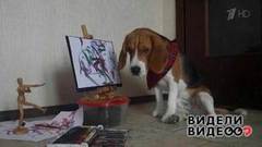 Пес-художник. Видели видео? Фрагмент выпуска от 08.01.2019