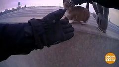 В мире. Спасли котенка. Доброе утро. Фрагмент выпуска от 21.01.2019