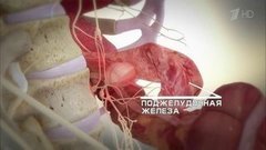 Как дальше жить? Рак поджелудочной железы. Здоровье. Фрагмент выпуска от 13.12.2015