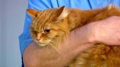 Три теста для владельцев кошек. Жить здорово! Фрагмент выпуска от 01.03.2016