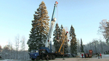 В Щелковском районе Московской области срубили главную новогоднюю елку России