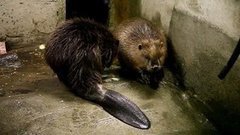 Бобры онлайн
