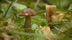 В лес по грибы… и не только. Доброе утро. Фрагмент выпуска от 09.09.2016