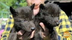 Новенькие народились! Доброе утро. Фрагмент выпуска от 23.05.2017