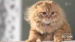 Главный котик страны. Выпуск от 08.10.2017