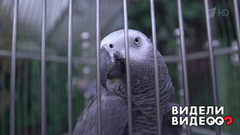 Один дома: питомцы телеведущей Ольги Платоновой. Видели видео? Фрагмент выпуска от 17.08.2018
