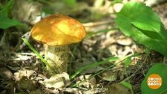 Грибы: ложные и настоящие. Доброе утро. Фрагмент выпуска от 22.08.2018