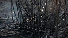 Жгут траву — горит всё. Доброе утро. Фрагмент выпуска от 25.04.2016