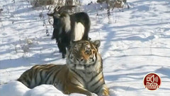 Аффтар жжот Х: самые популярные новогодние видео. Пусть говорят. Лучшие моменты выпуска от 23.12.2015
