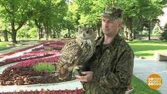 Пернатые дозорные Московского Кремля. Доброе утро. Фрагмент выпуска от 05.07.2017