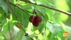 Кизил: не кисло! Доброе утро. Фрагмент выпуска от 28.08.2017