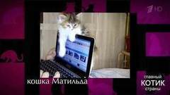 Лучшие коты недели с Алексеем Лысенковым. Главный котик страны. Фрагмент выпуска от 08.10.2017